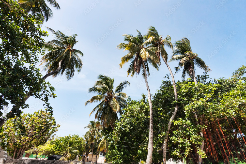 Naklejka premium Beautiful tropical vegetation with palm trees and bushes in a sunny day