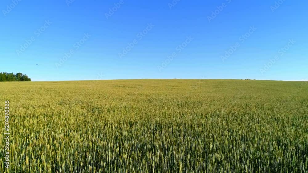 4K aerial view. Low flight over green and yellow wheat rural field at sunny summer day. Green trees and sun rays on horizon. Fast horizontal movement 4K aerial view. Low flight over green and yellow wheat rural field at sunny summer day. Green trees and sun rays on horizon. Fast horizontal movement