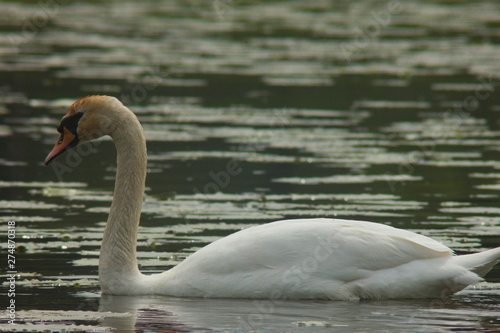 lonely swan swimming on a lake