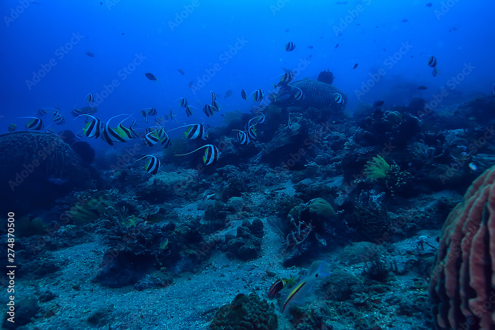 marine ecosystem underwater view / blue ocean wild nature in the sea, abstract background