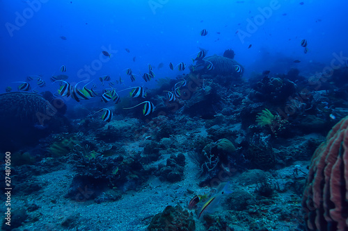 Fototapeta Naklejka Na Ścianę i Meble -  marine ecosystem underwater view / blue ocean wild nature in the sea, abstract background