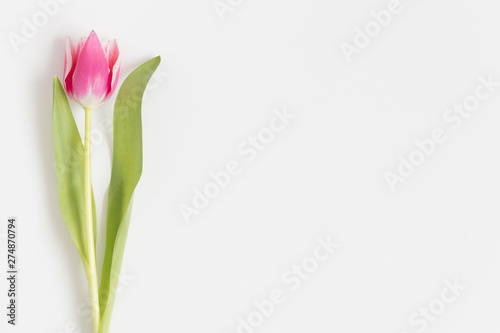 Fototapeta Naklejka Na Ścianę i Meble -  Top view of pink tulip on a white table. Flat lay with blank copy space.
