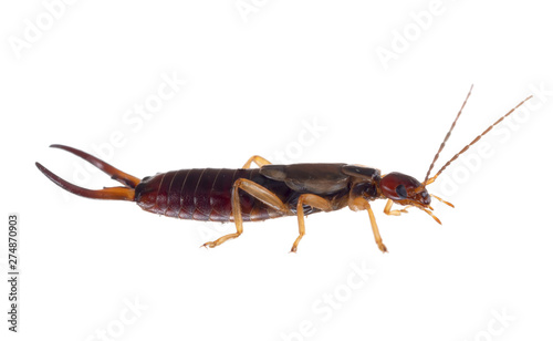 Common aka European earwig, Forficula auricularia studio isolated on white background. Profile. Male insect. © Mushy