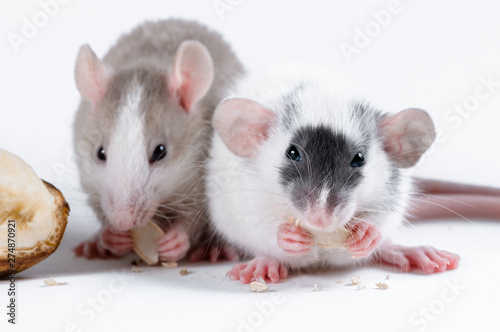 Decorative rat is eating on a white background