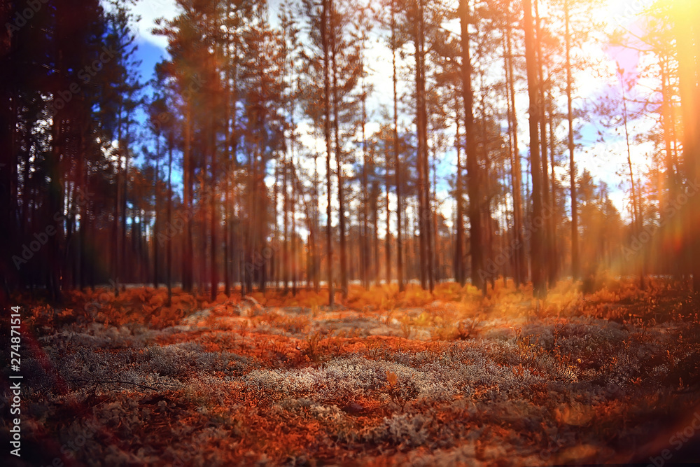 Fototapeta premium autumn forest landscape / yellow forest, trees and leaves October landscape in the park