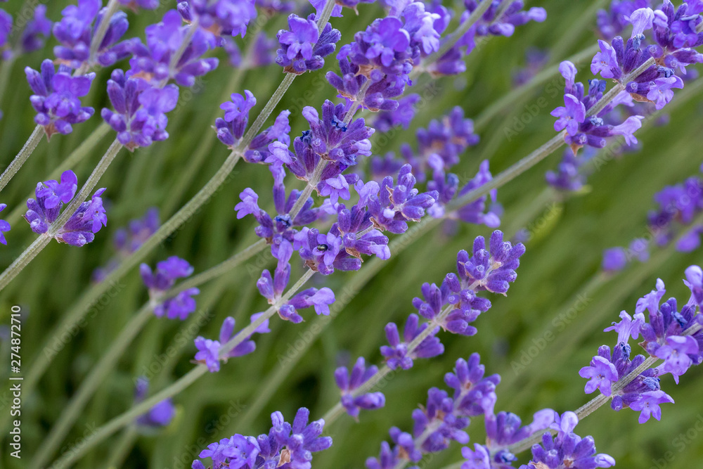 Naklejka premium lavande