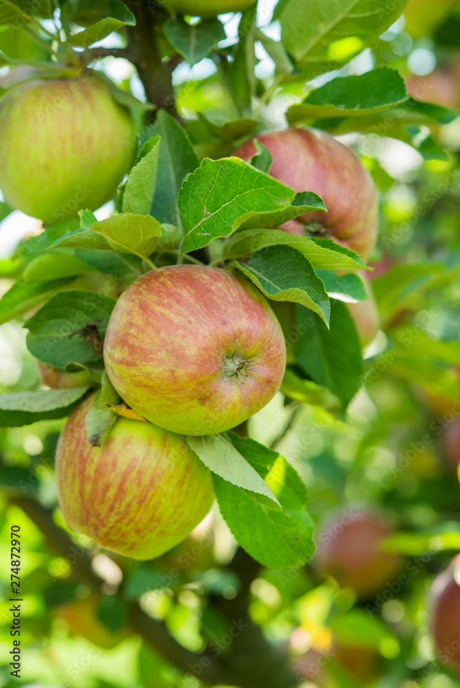 fresh delicious apples on a tree in the garden fresh delicious apples on a tree in the garden