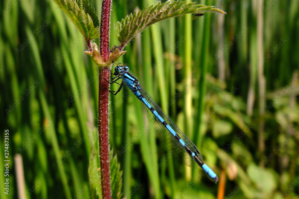 Common blue male damselfly on a stinging nettle at a nature conservation reservoir in England. Common blue male damselfly on a stinging nettle at a nature conservation reservoir in England.