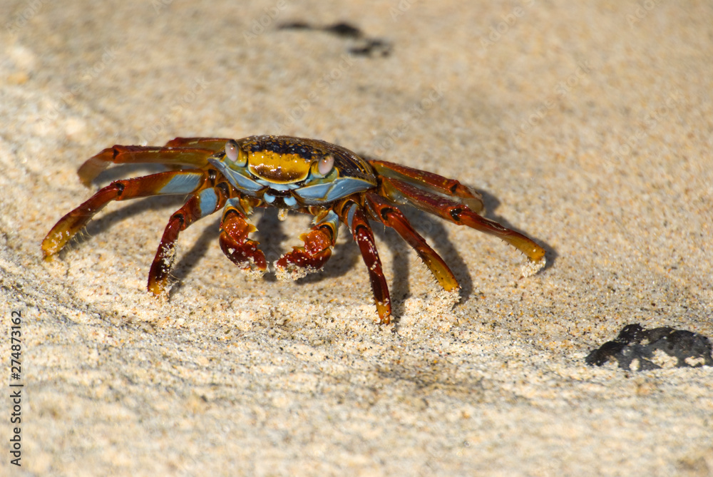 Sally Lightfoot Crab (Grapus grapus) walking on beach