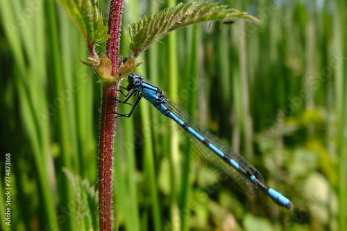 Common Blue Damsel Fly (Male)