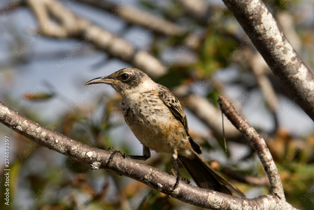 Fototapeta premium Galapagos Mocking Bird (Nesomimus parvenus), Genovesa, Galpagos.