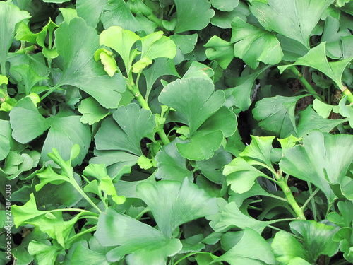 Close up of the Salisburia Adiantifolia plant, otherwise known as Ginkgo Biloba. photo