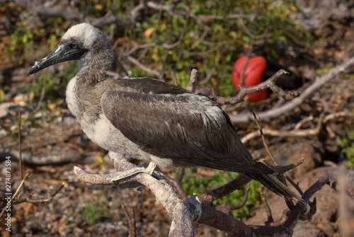 Red-footed Booby juvenile  Sula sula  on branch  Genovesa  Galapagos