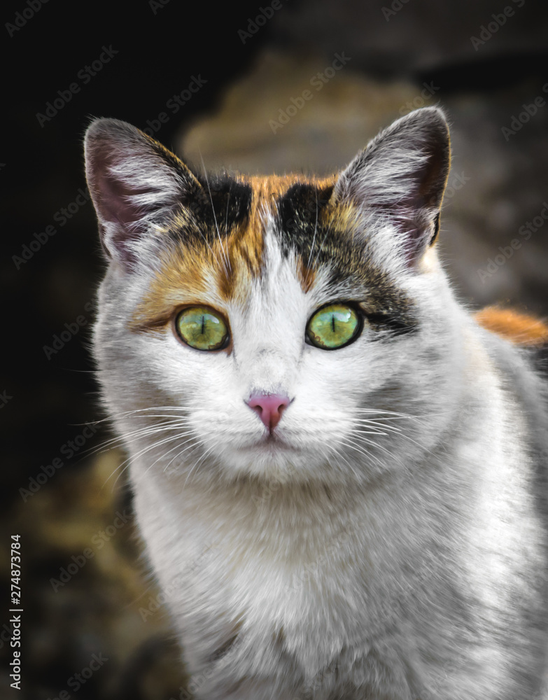 Calico color cat builds funny mines and facial expressions