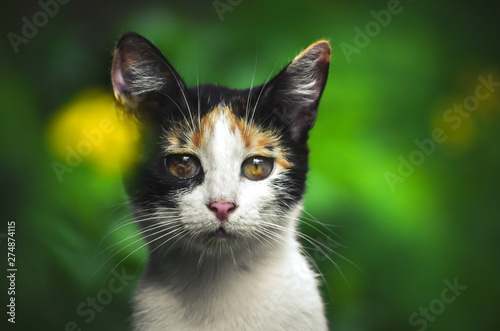Cat whose eye problems look at the camera portrait magic background