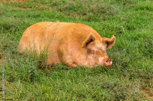 Hairy pig lying in a field © byharald