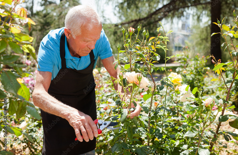Fototapeta premium Man cutting back shoots of rose bushes