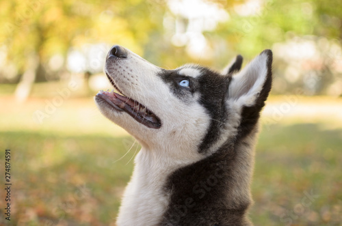 Portrait of a husky dog on a background of autumn