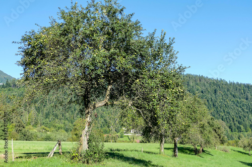 apple orchard in spring, digital photo picture as a background photo