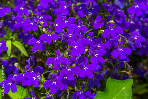 Gorgeous Purple Flower