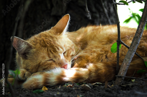 Ginger cat sleeping under a tree in the sun