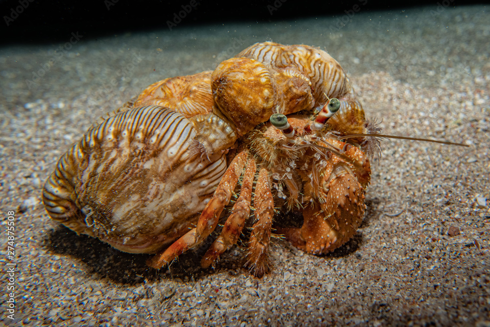 Anemone Carrier Hermit Crab in the Red Sea Colorful and beautiful ...
