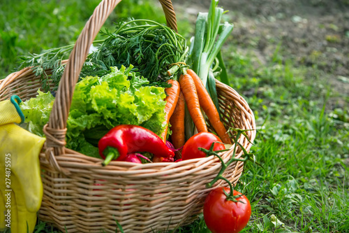 Fresh organic vegetables in wicker basket in the garden, natural growing veggies