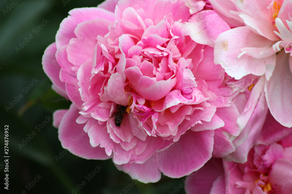 Pink Peony Blossom