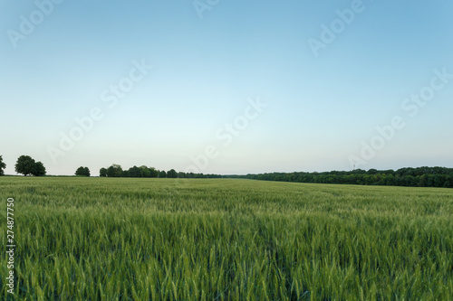 Green wheat field surrounded by the trees