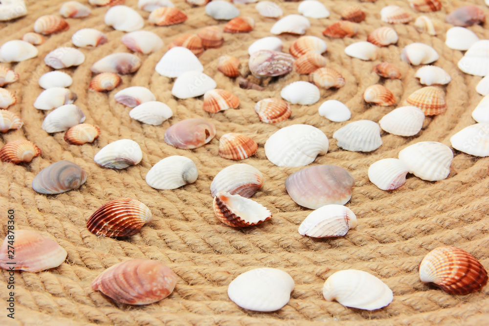 colorful seashells against the background of rope pattern