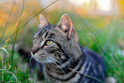 Chat pensif 
