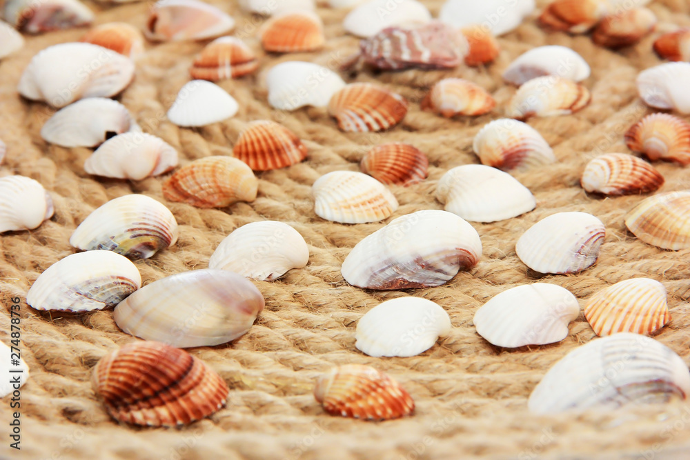 colorful seashells against the background of rope pattern