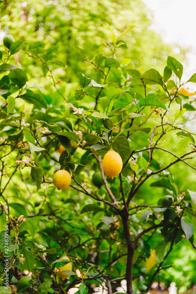 Lemon tree with lemons during flowering and ripening in a spring garden.