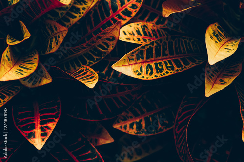 Abstract colourful tree leafs background