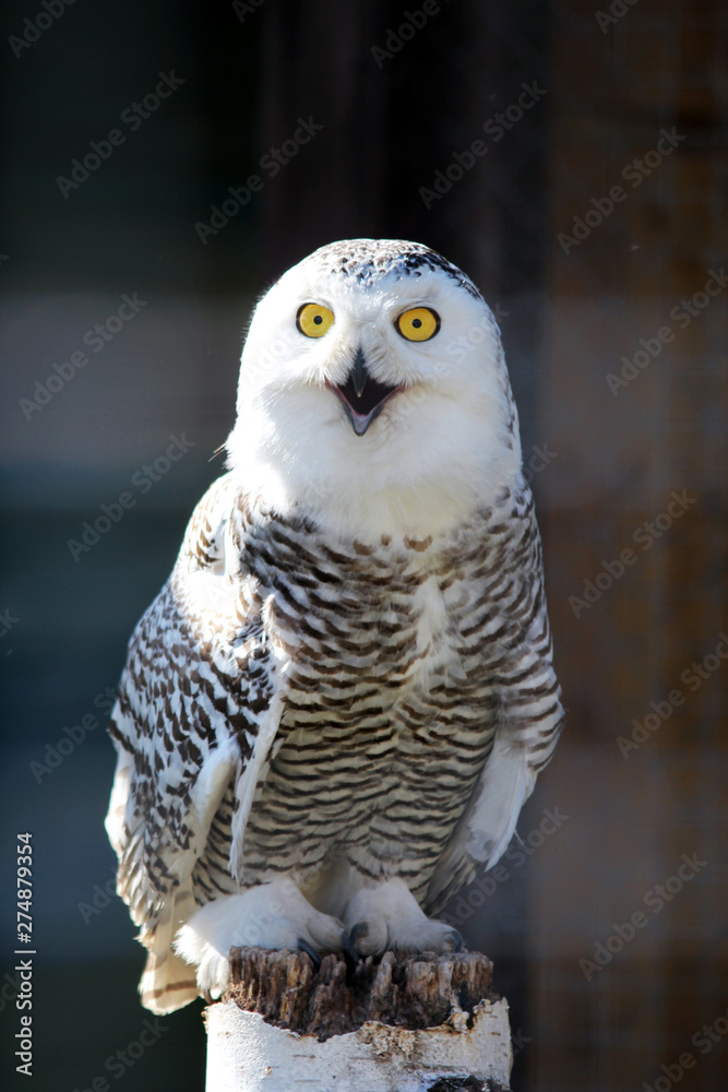 Fototapeta premium Portrait of an snow owl sitting on the wood trank stunk