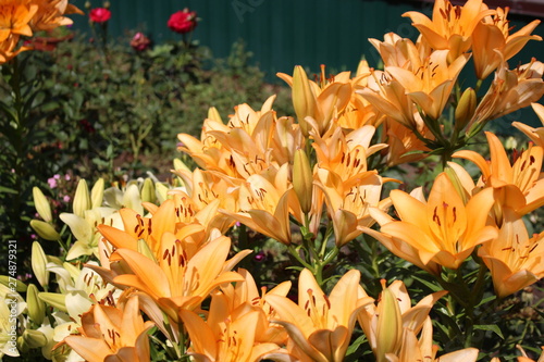 yellow lilies in the garden