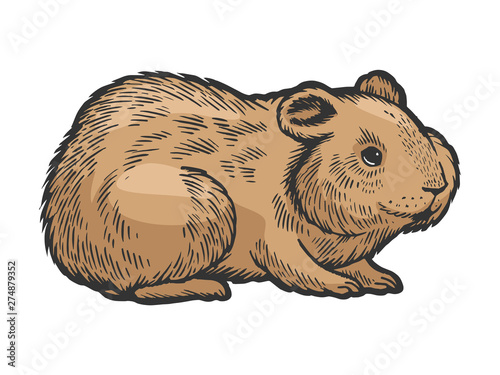 Hamster rodent pet animal color sketch engraving vector illustration. Scratch board style imitation. Hand drawn image.
