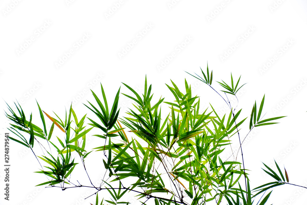 Naklejka premium Closeup bamboo leaves on white background