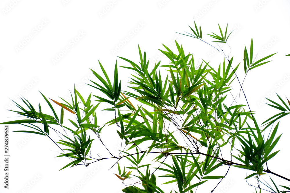 Fototapeta premium Bamboo leaves on white background