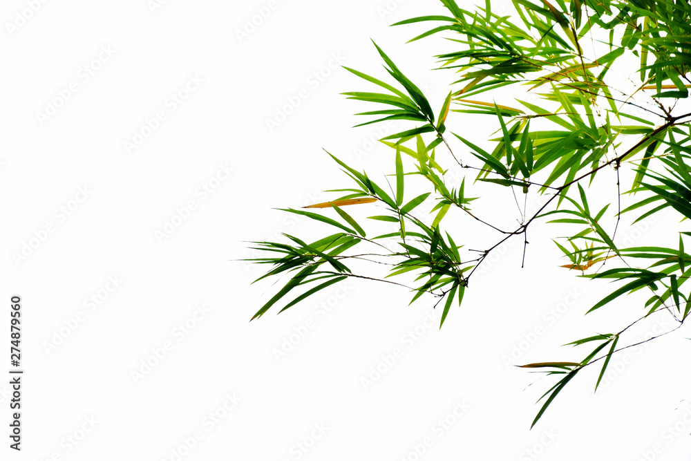 Fototapeta premium Bamboo leaves on white background