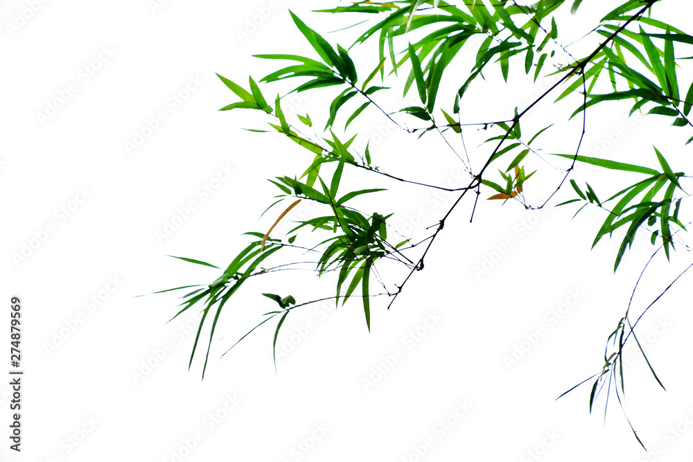 Fototapeta premium Bamboo leaves on white background