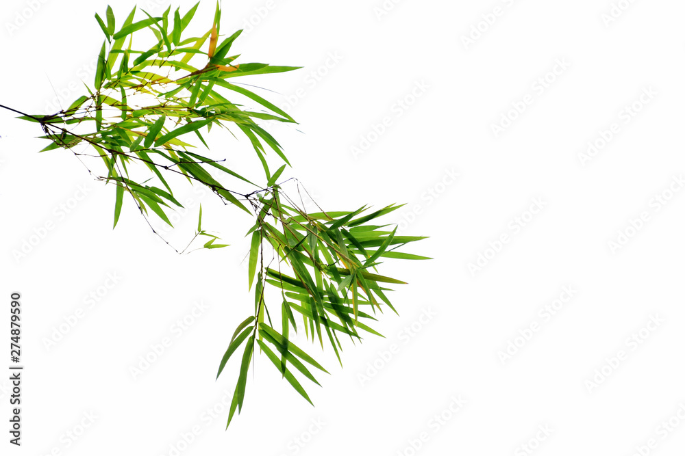Naklejka premium Bamboo leaves on white background