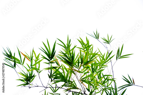 Closeup bamboo leaves on white background