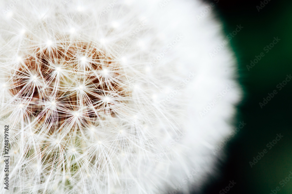 Macro photo of white dandelion. Close up. Macro photo of white dandelion. Close up.