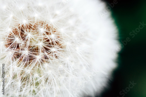 Macro photo of white dandelion. Close up.