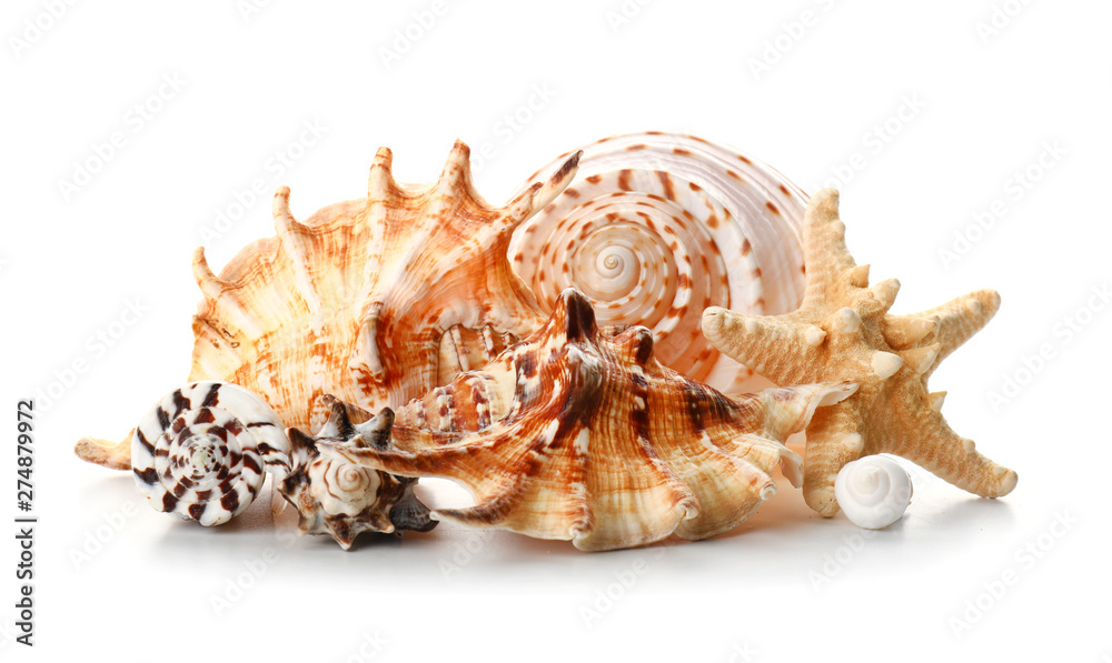 Beautiful sea shells on white background Beautiful sea shells on white background