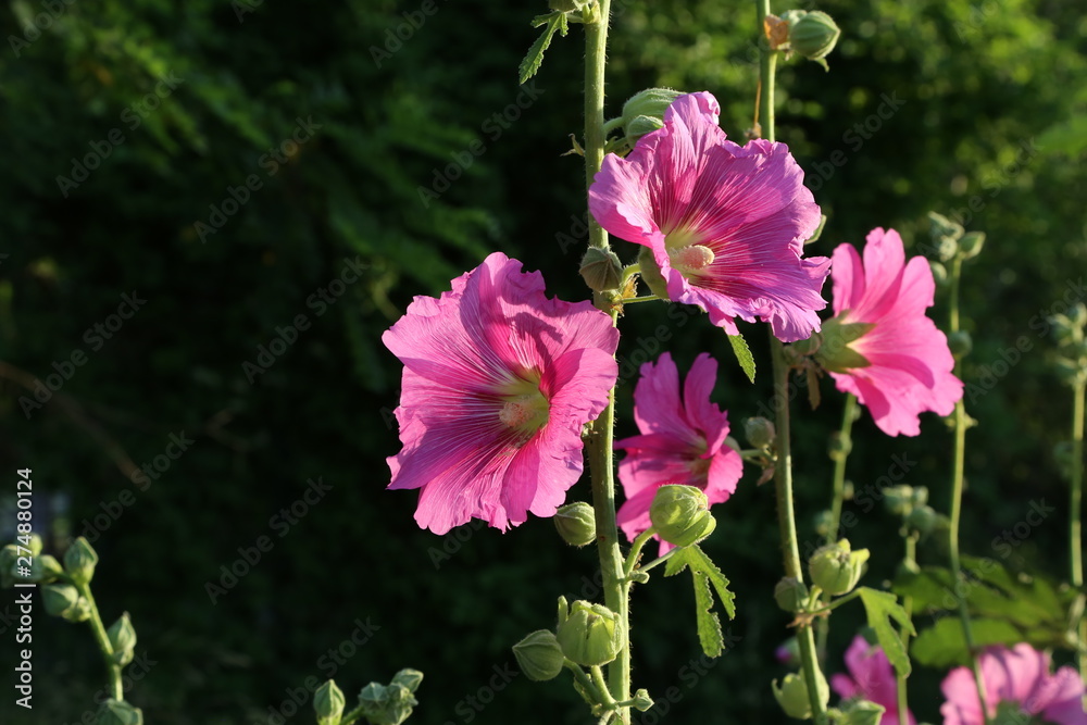 Beautiful pink stockroses or mallows in the sun