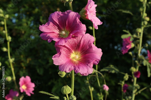 Beautiful pink stockroses or mallows in the sun