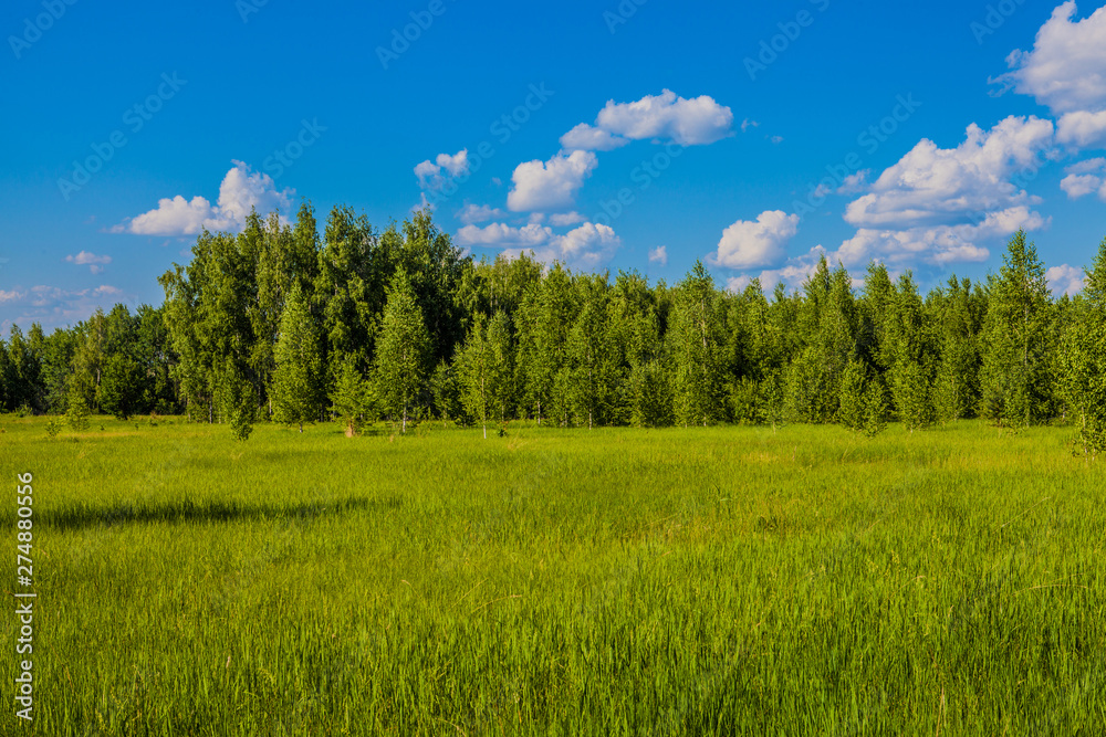 Beautiful field and forest. Russia. Mordovia. Beautiful field and forest. Russia. Mordovia.