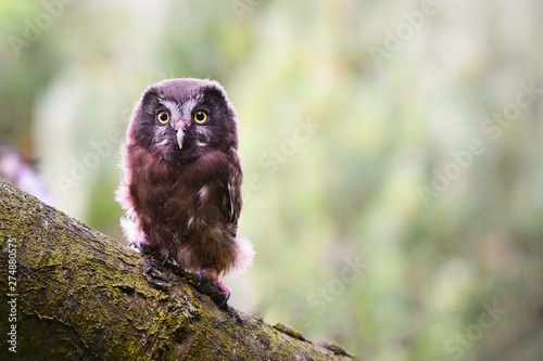 Włochatka/Aegolius funereus/Boeal owl